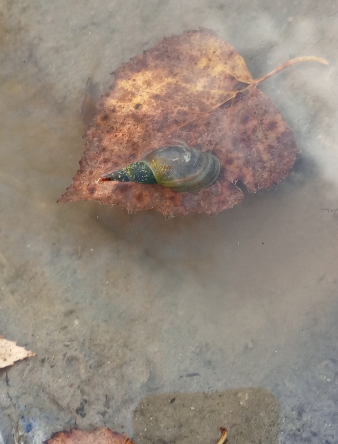 Краснозерский судебный район Новосибирской области