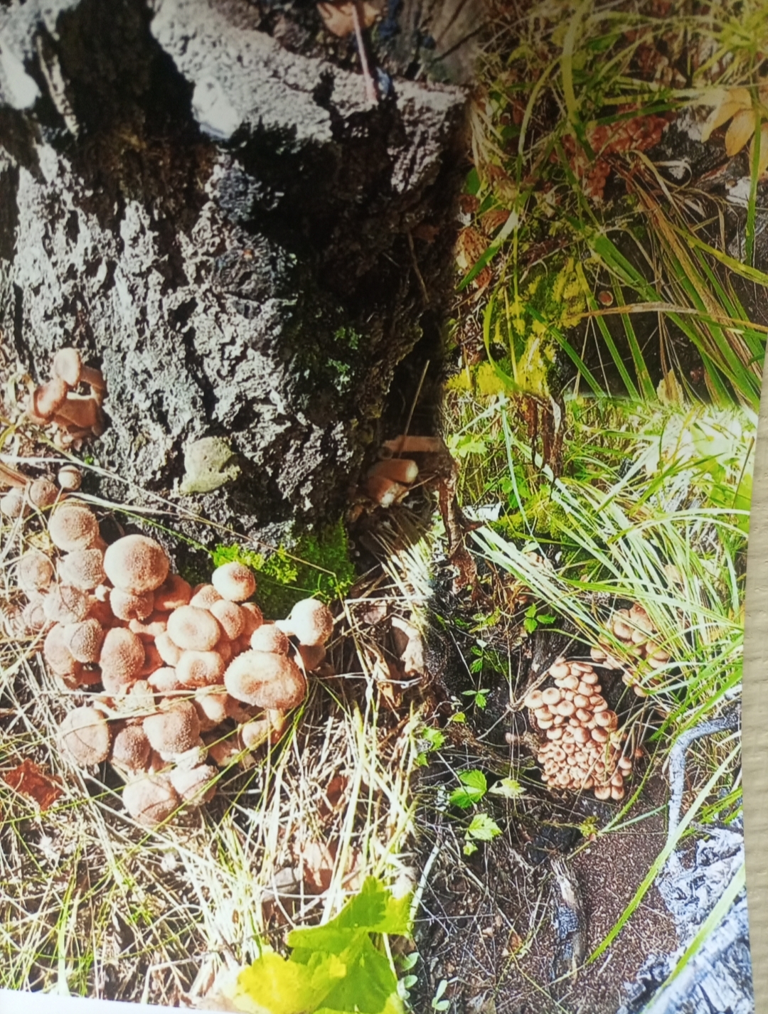 Краснозерский судебный район Новосибирской области